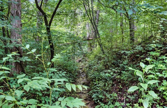 walking path, scenic wooded area