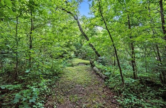 trees, wooden bridge over creek, walking path