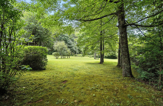 back yard, trees,