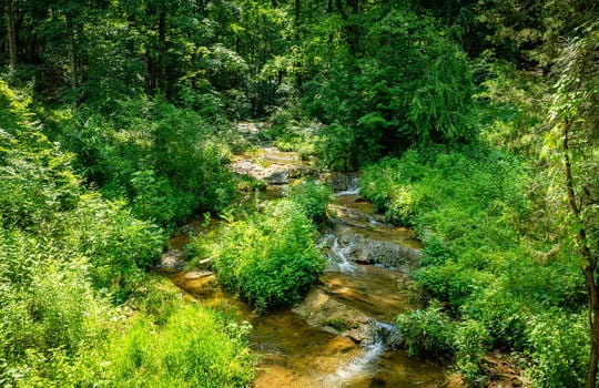 creek, trees, wooded portion of land