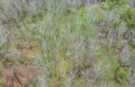 Aerial photo, undeveloped land, trees