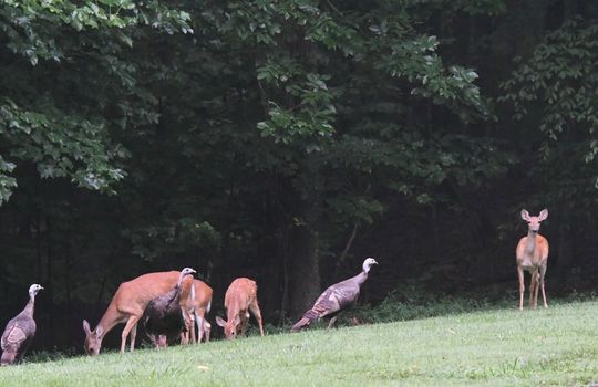 Deer, turkeys, wildlife, yard, trees,