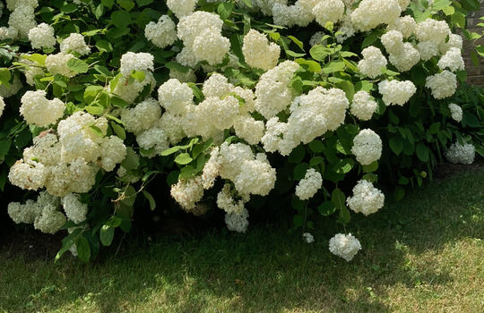 established flowering bushes, hydrangeas, white hydrangeas