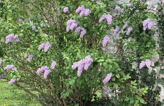 lilac bush