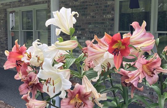 established daylilies, landscaping flowers