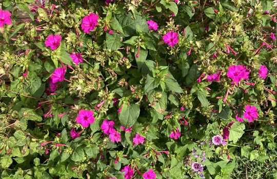 established flowers, landscaping