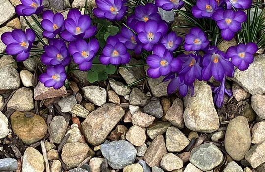 established landscaping flowers with rock