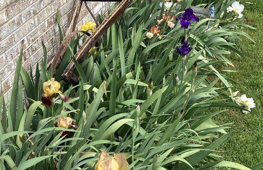 iris flowers, landscaping flowers