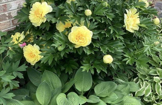 established flowers, landscaping flowers