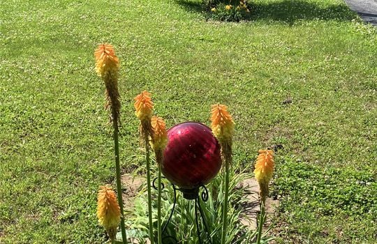 established landscaping flowers