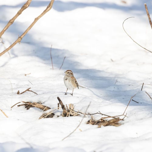 How Snowbirds Boost the Winter Real Estate Market in Winter Haven