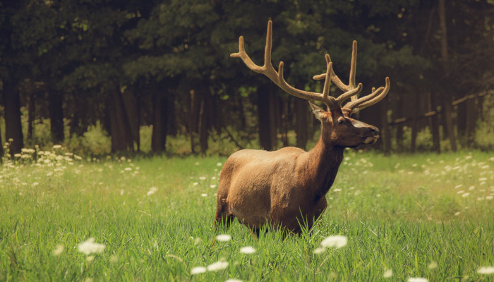 5 Chicagoland Neighborhoods for Nature Lovers