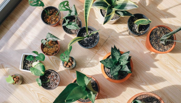 10 Quick and Easy Green Home Projects for Summer