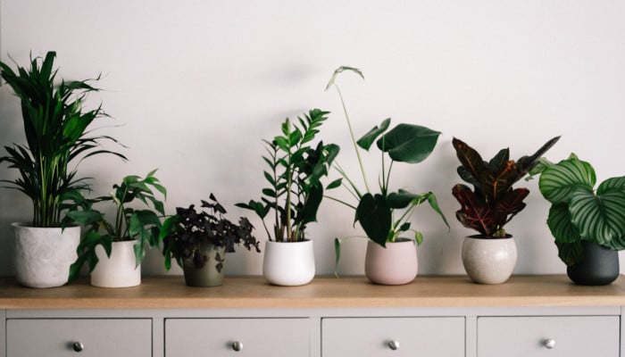 How to Find the Right Plants for Your Home