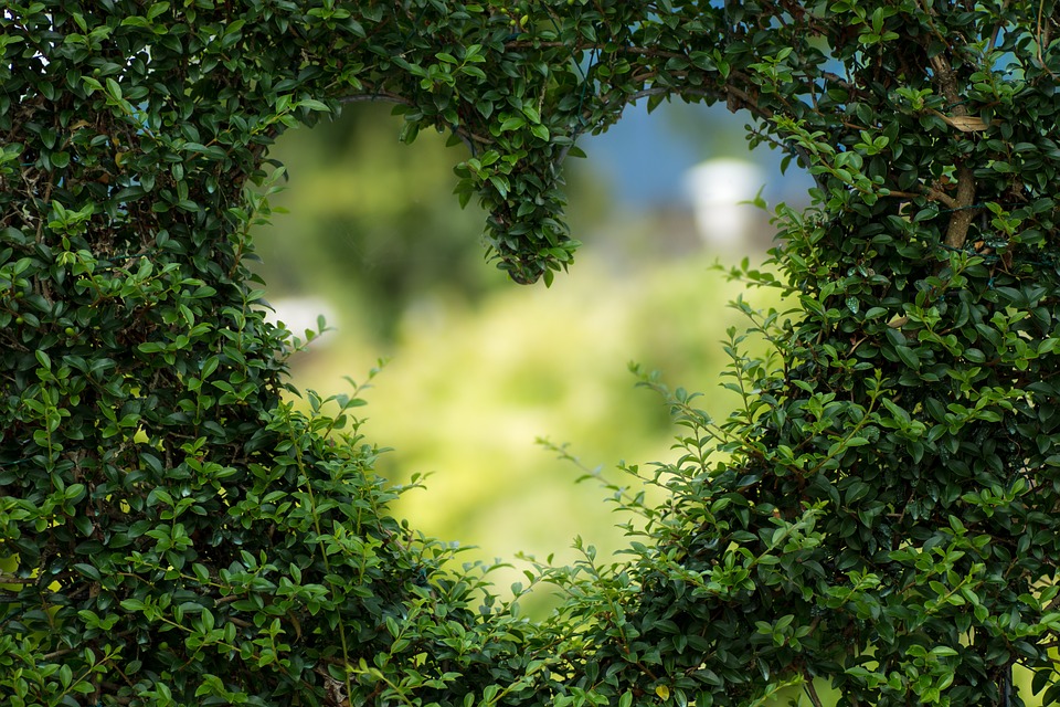 heart leaves foliage garden bush