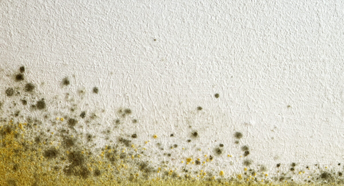 Dangers of Mold Exposure