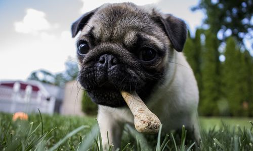 The Best DC Area Specialty Pet Stores