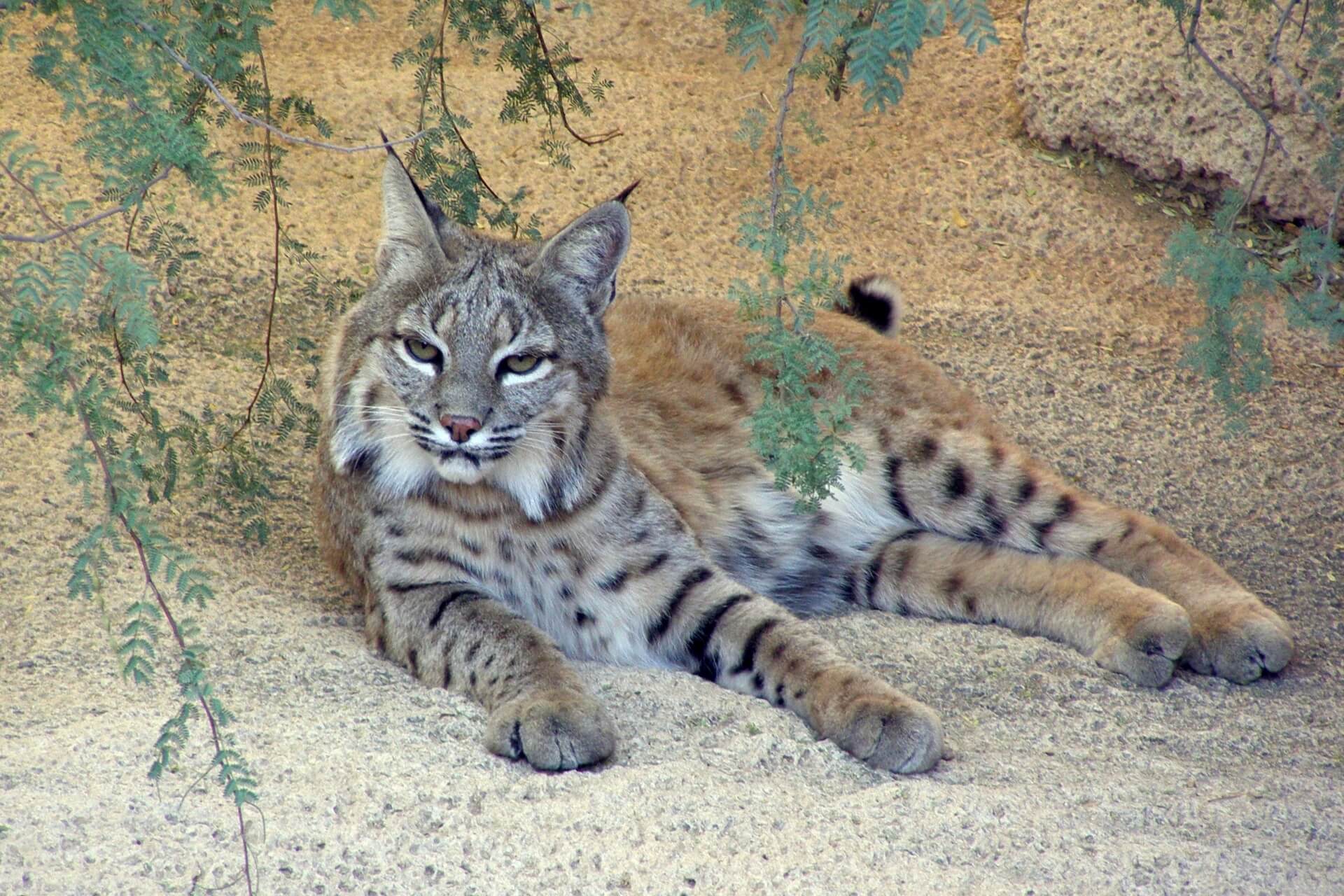 Bobcat