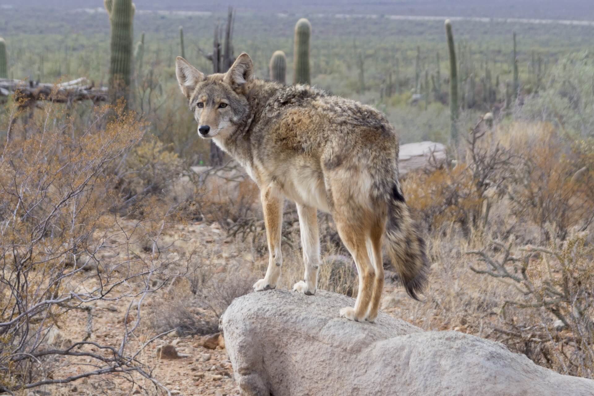 Coyote