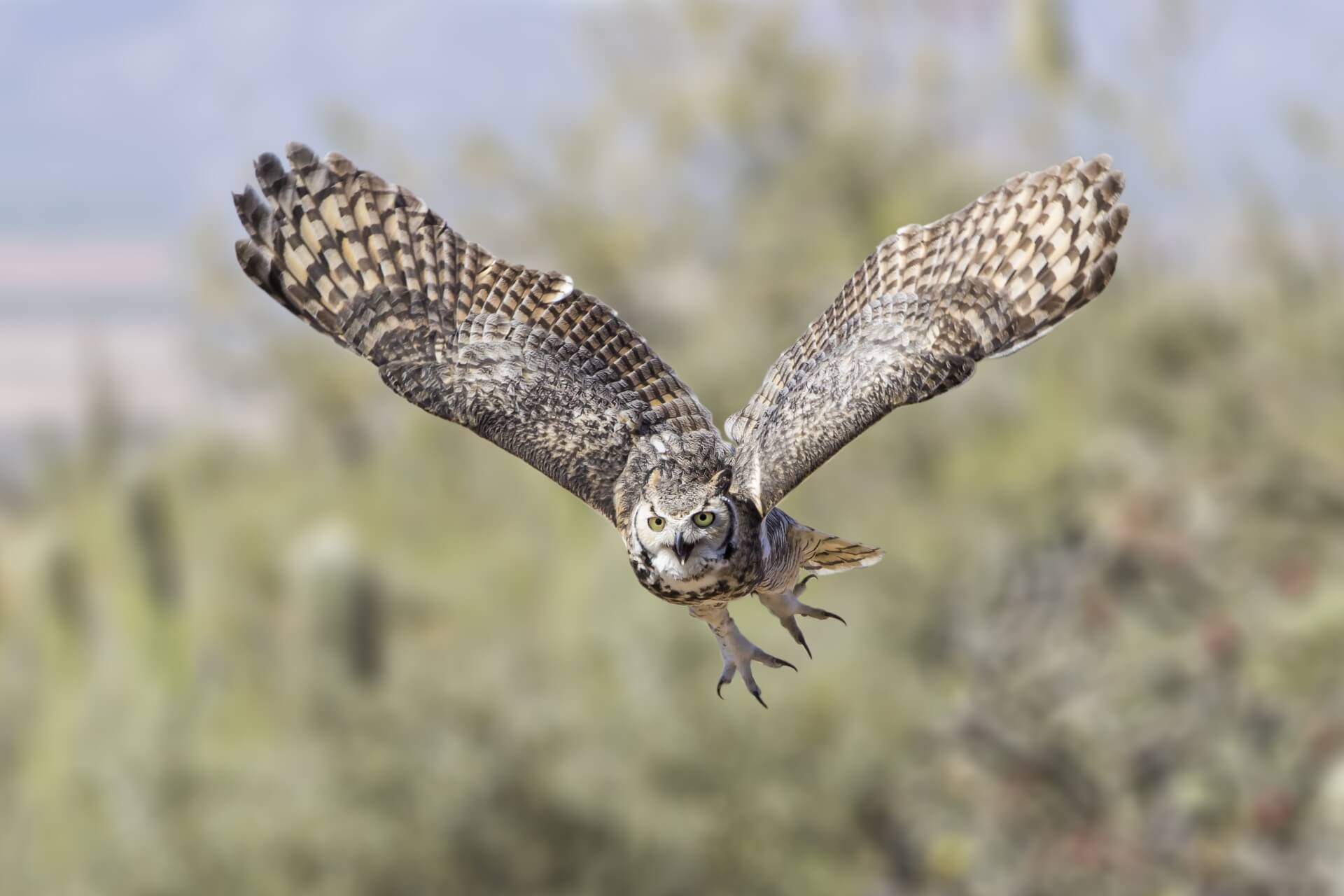 Great Horned Owl