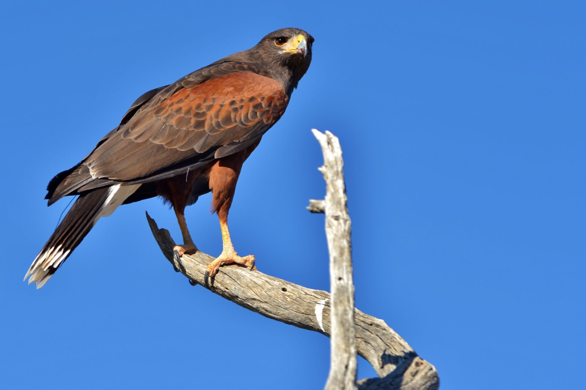 Harris Hawk