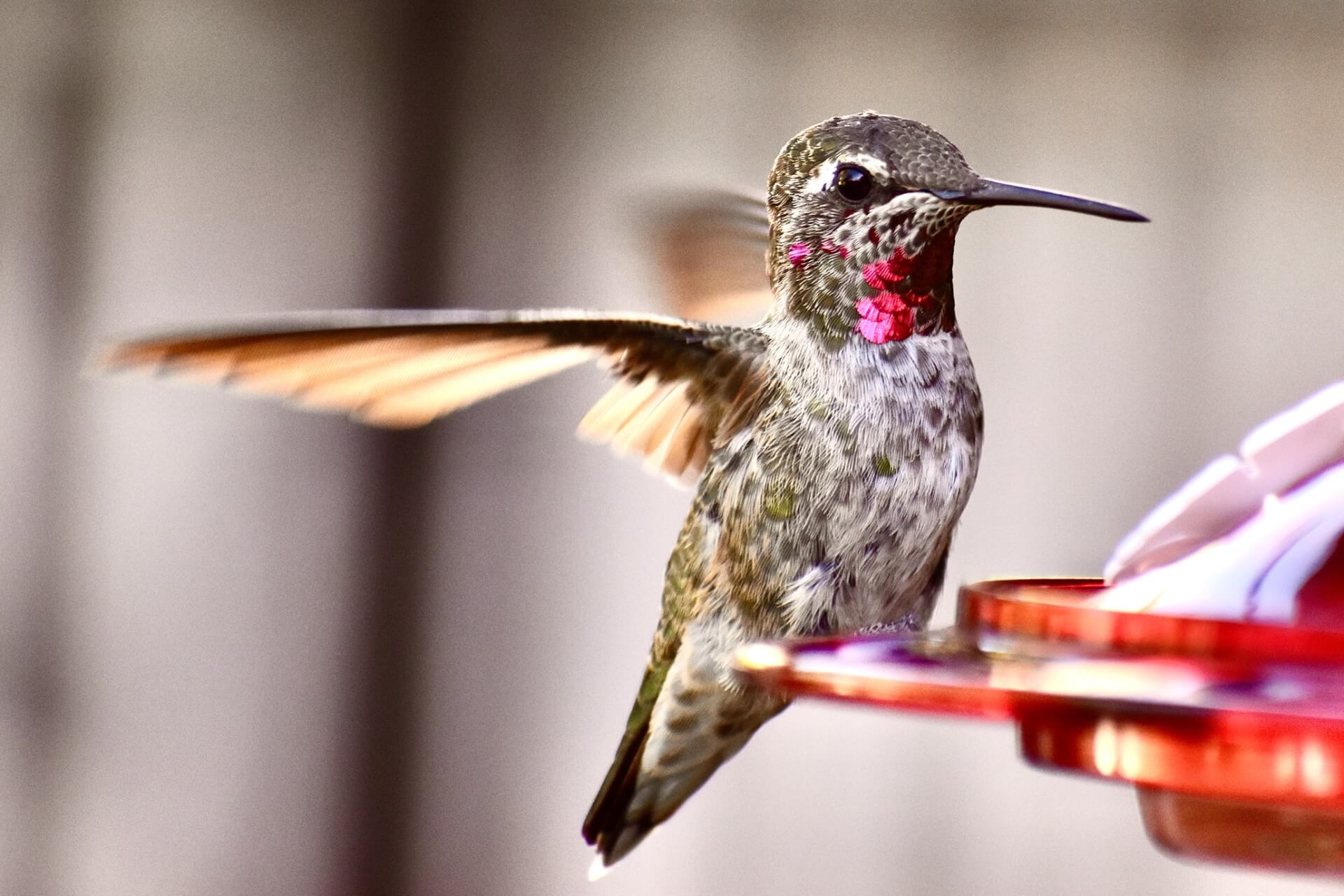 Hummingbird