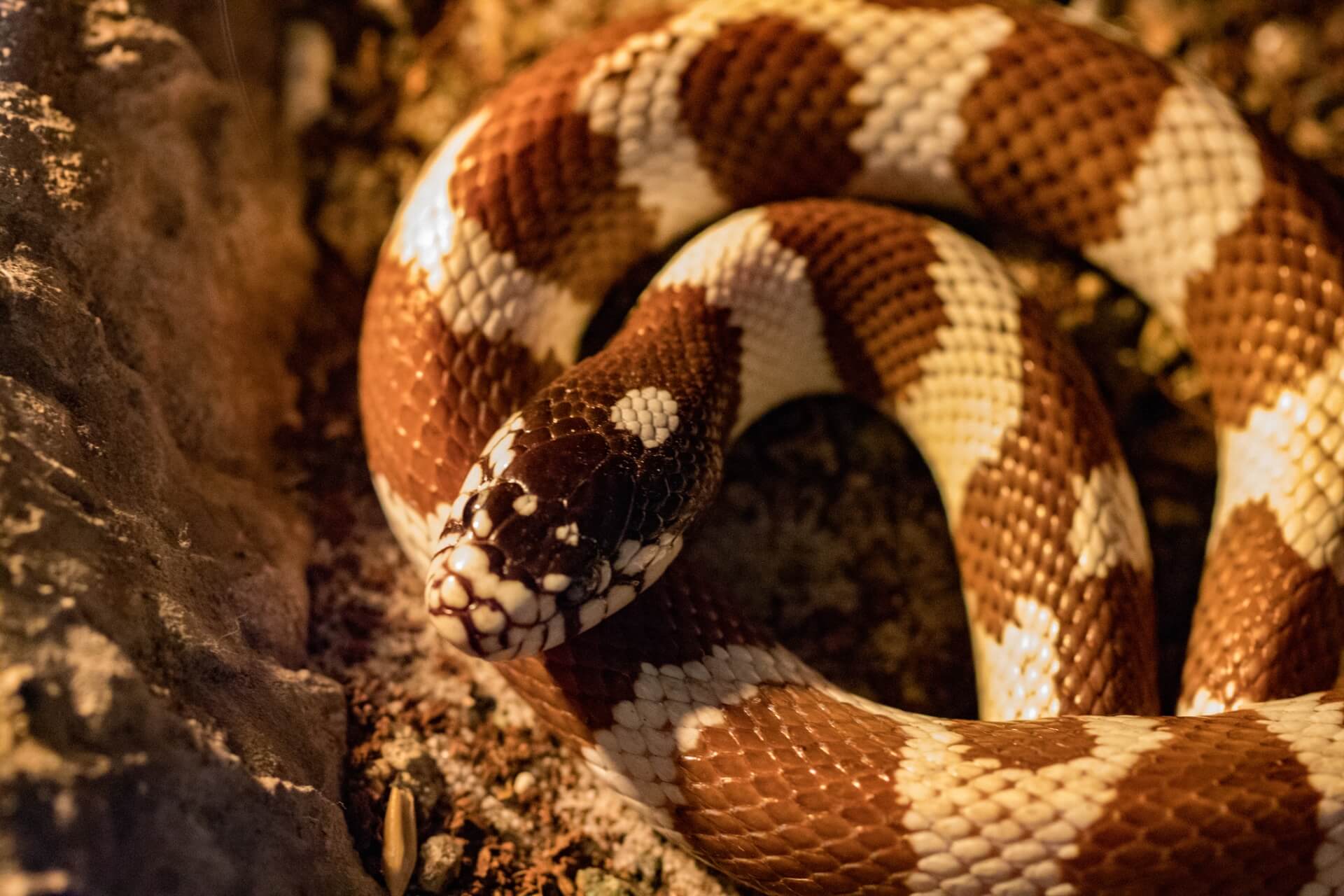 Kingsnake (2)