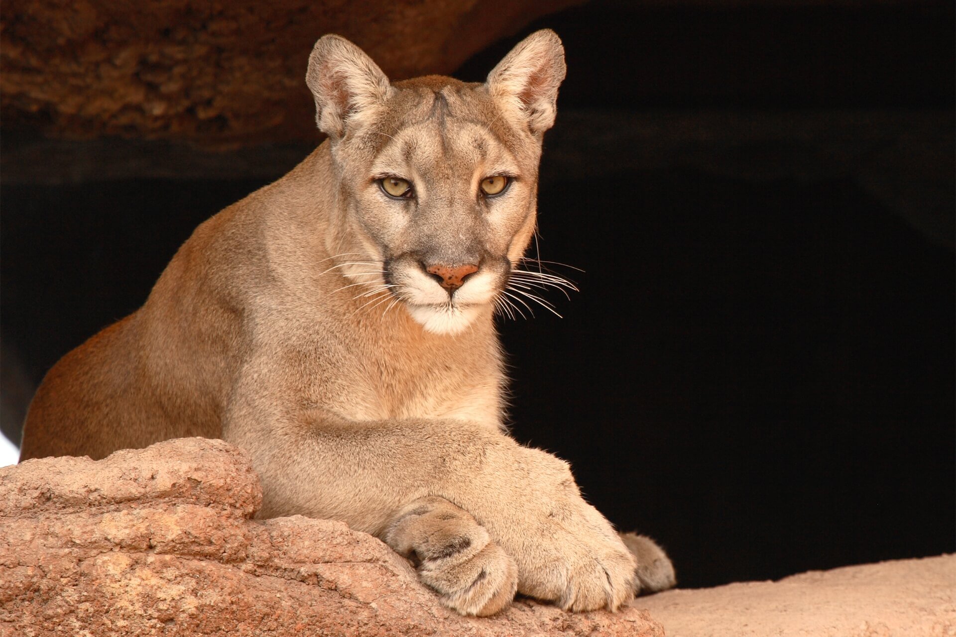 Mountain Lion
