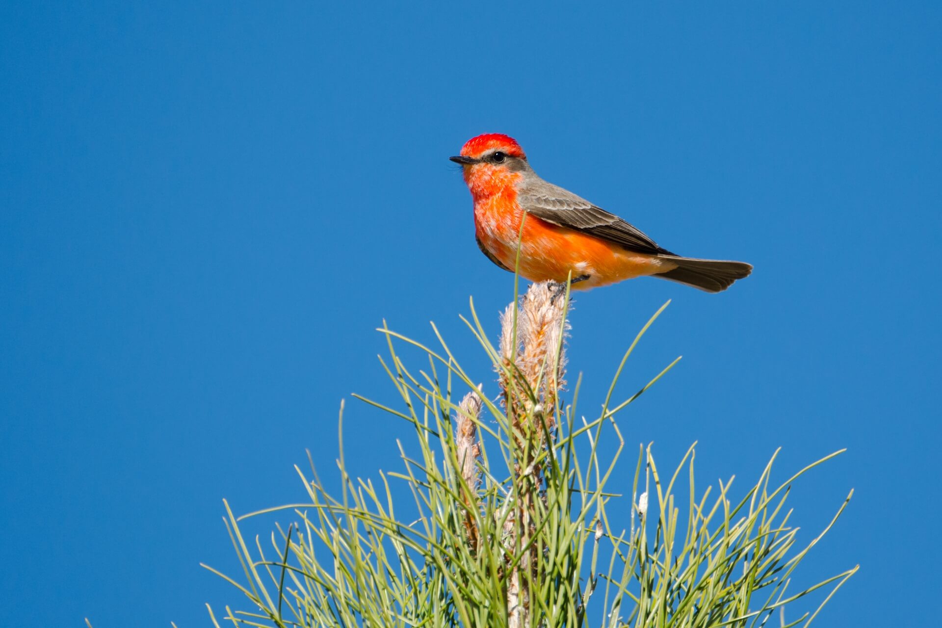 Vermillion Flycatcher