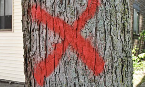 나무에서 발견되는 색깔표기, 산에 가시기전에 알아두세요