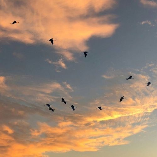 Birdwatching and Nature Watching Along the Surfside Beach Coast