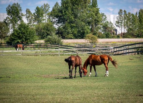 stonewall-realty-group-equestrian-property