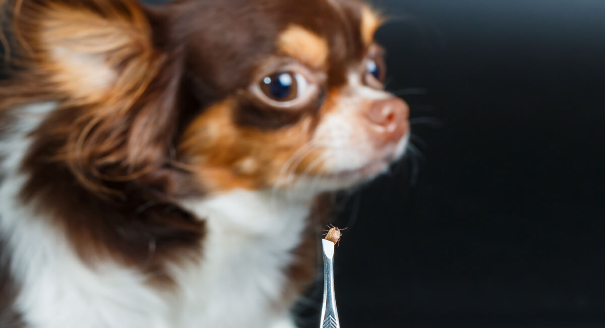 Pet Damage