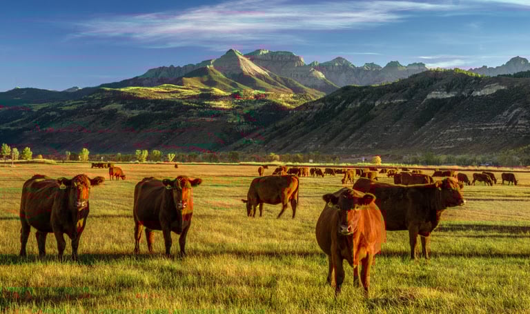 Autumn at a cattle ranch in Colorado near Ridgway &#8211; County Road 12