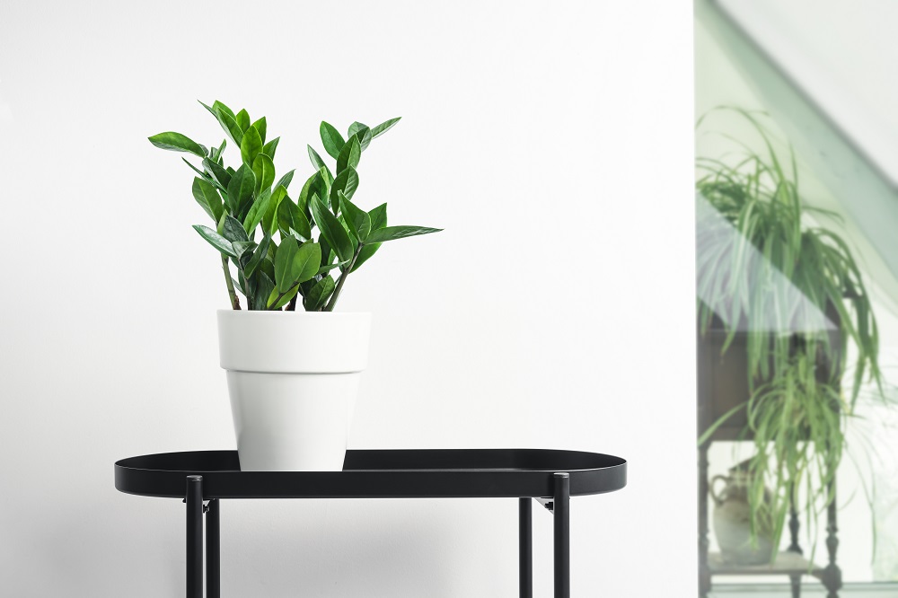 Home Staging Secret for Selling Your Home in Boston - Add Live Plants