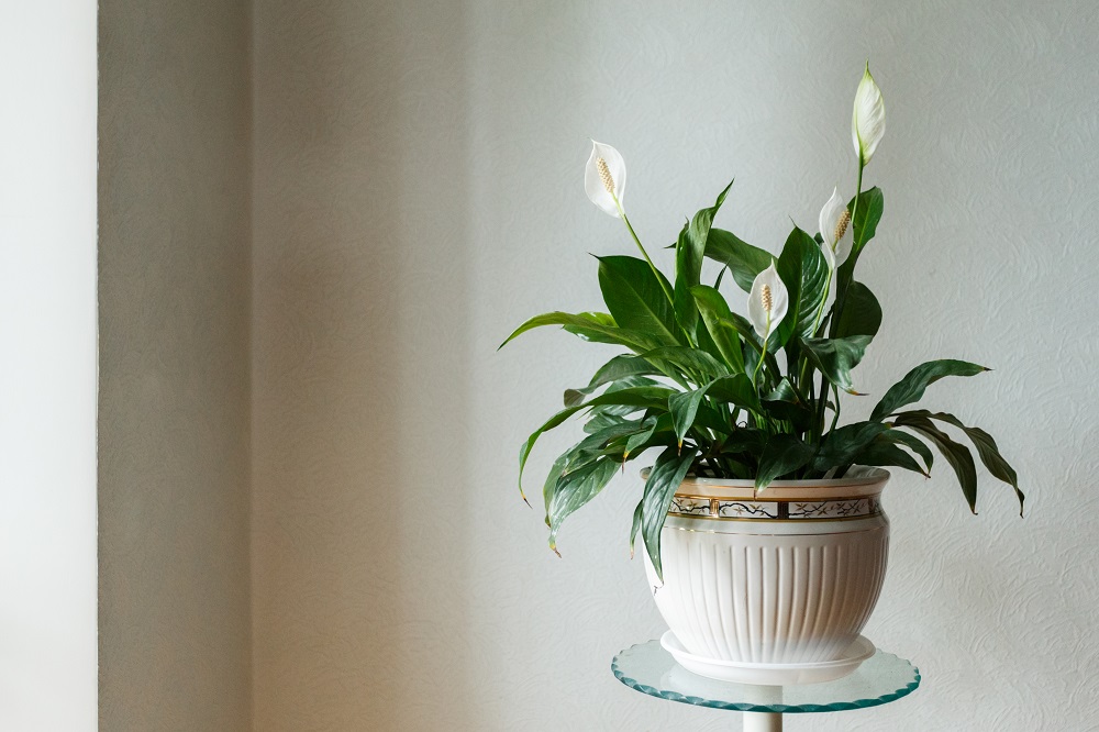 The 15 Best Houseplants to Use When Staging Your Home for Sale