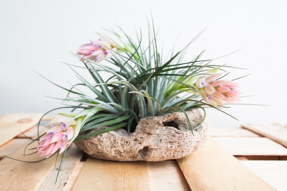 The 15 Best Houseplants to Use When Staging Your Home for Sale