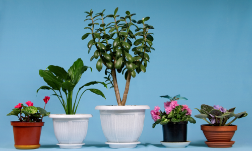 The 15 Best Houseplants to Use …