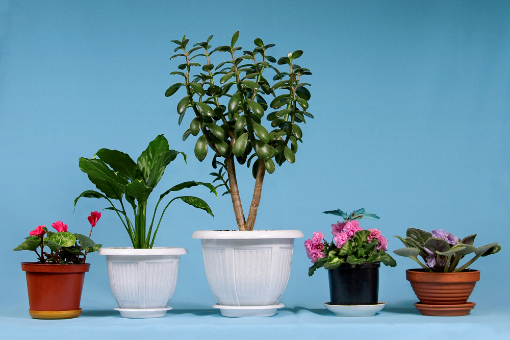 The 15 Best Houseplants to Use When Staging Your Home for Sale - Sell Your Luxury Home in Boston