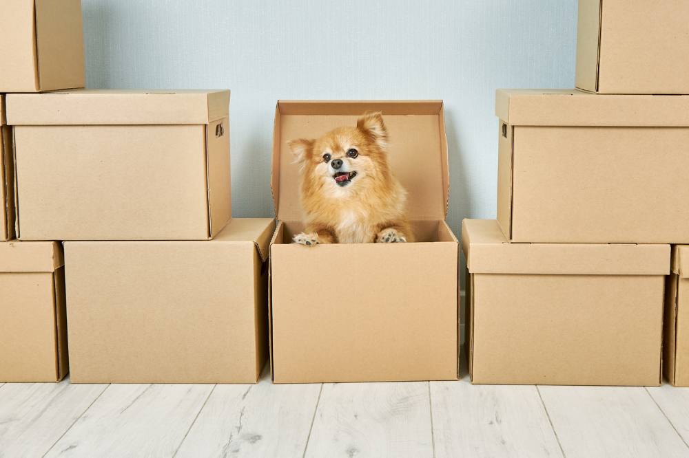 10 Tips to Help You Move With Your Dog