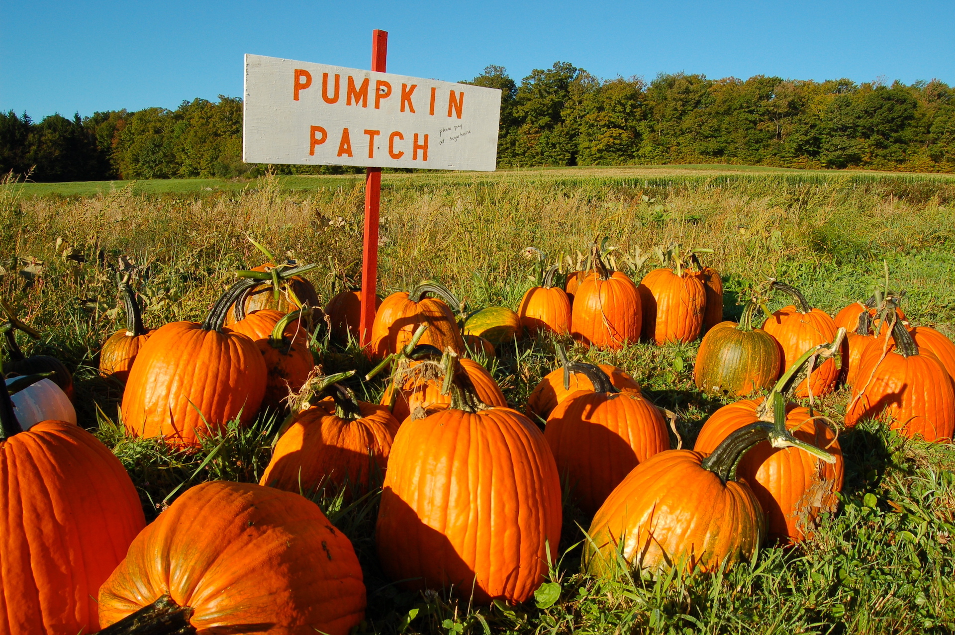 Pumpkin,Patch