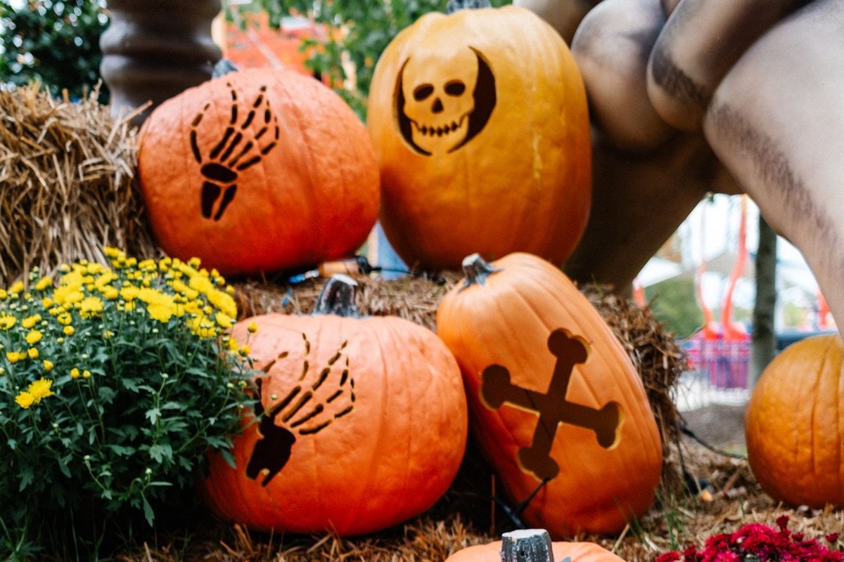Carved Halloween pumpkins with skull and bone designs on hay bales beside yellow mums