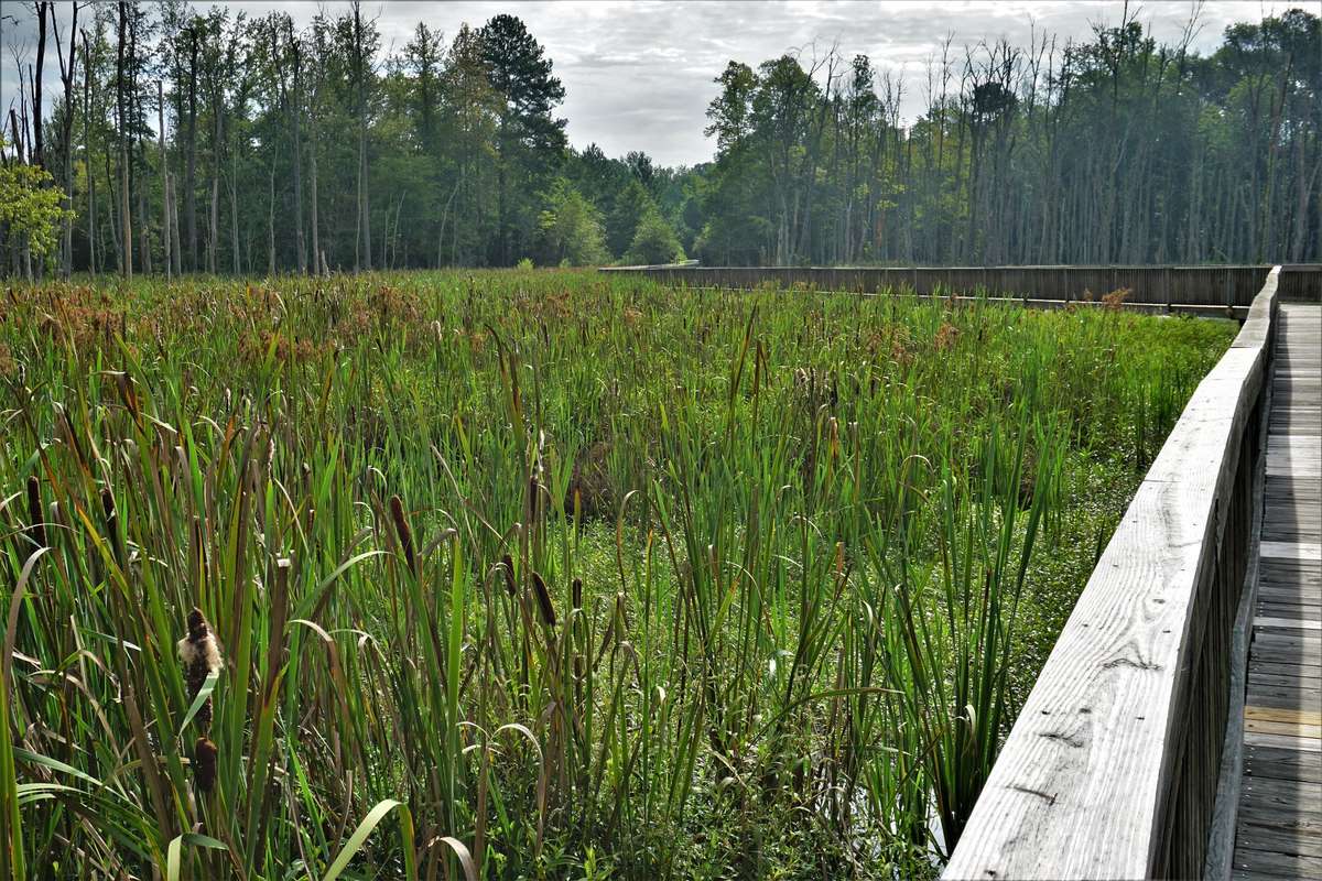 Wooden boardwalk through cattail wetlands on the White Oak Creek Greenway in Cary, NC