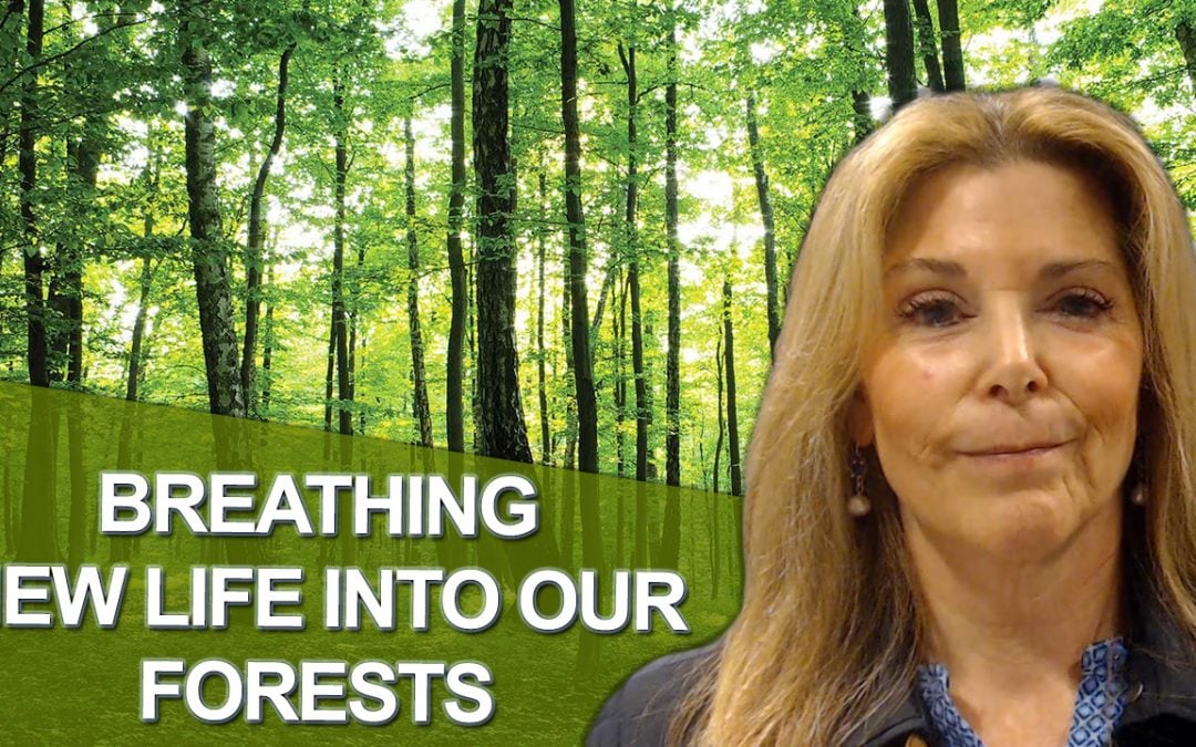 Real Estate Experts Partners With American Forests