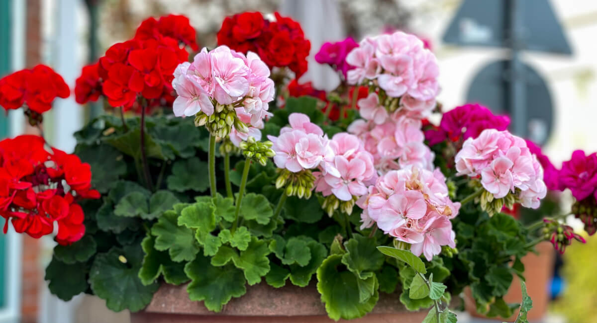 Geraniums