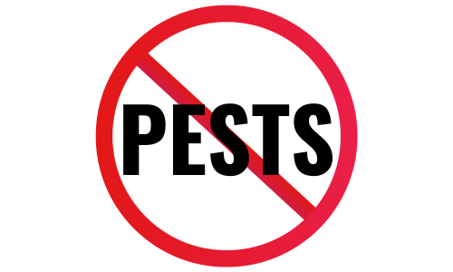 Don't Let Pests Move In: A Charleston Homeowner's &hellip;