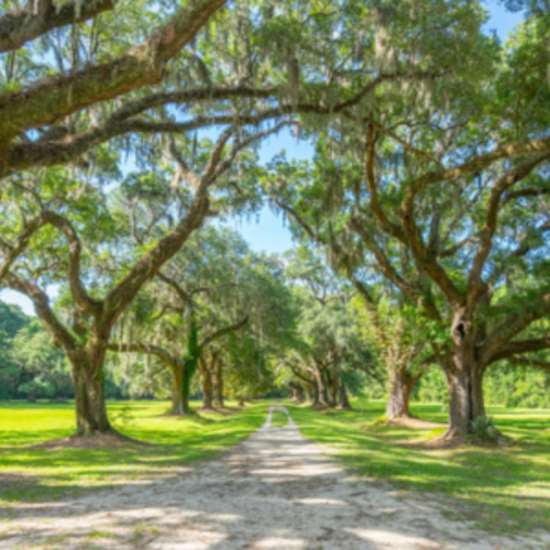 Living in North Mount Pleasant: Your Guide to Life In and Around Hamlin Plantation