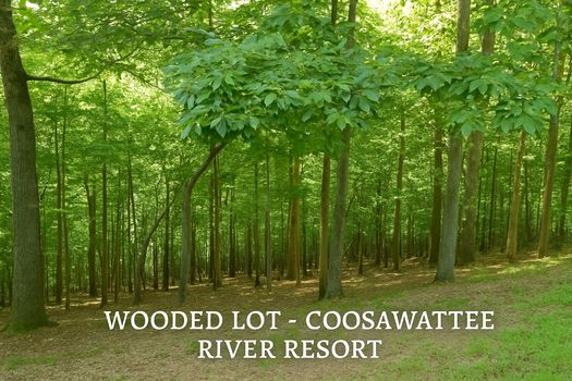 Copy of wooded lot
