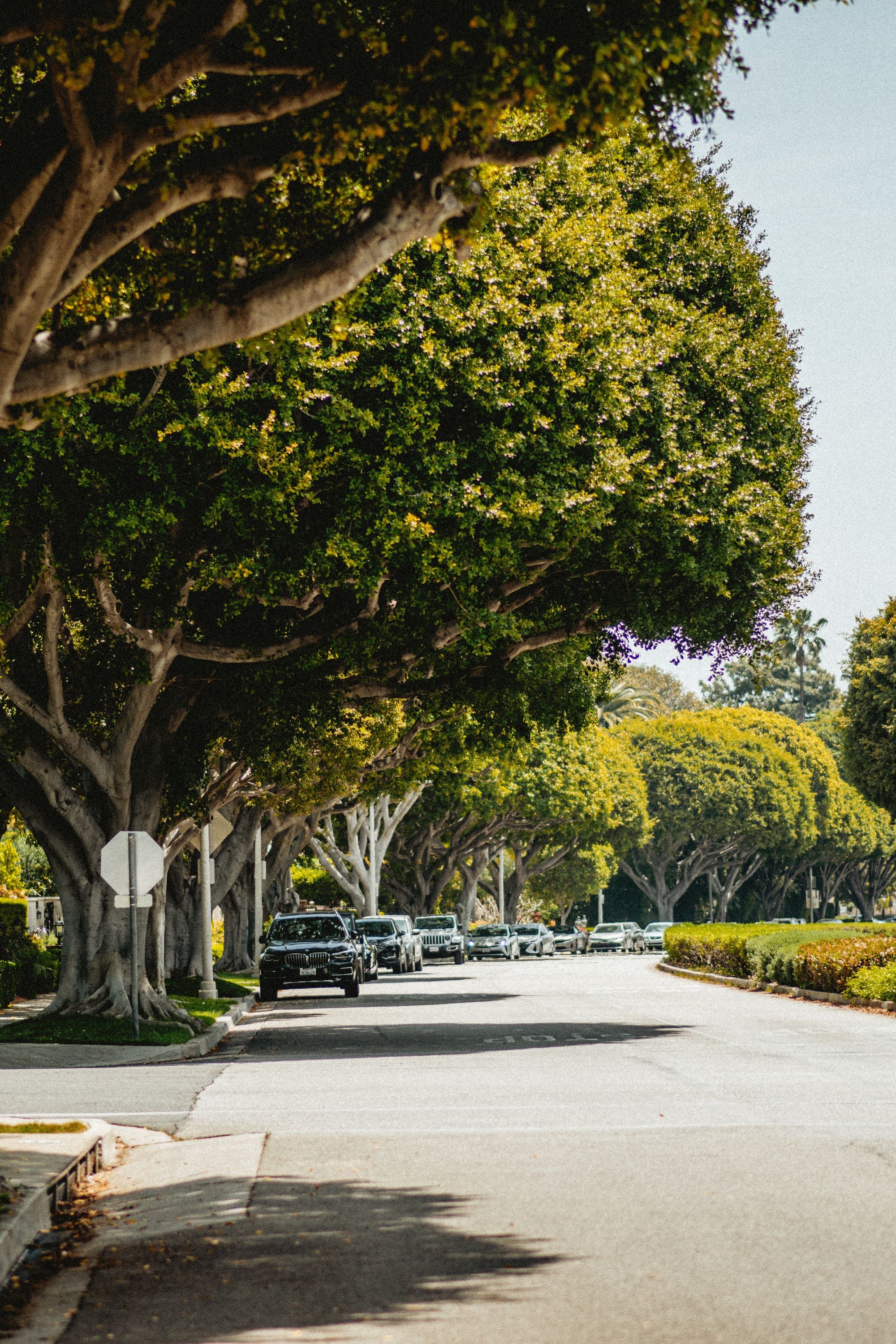 A tree lined suburban street with cars parked under a green canopy