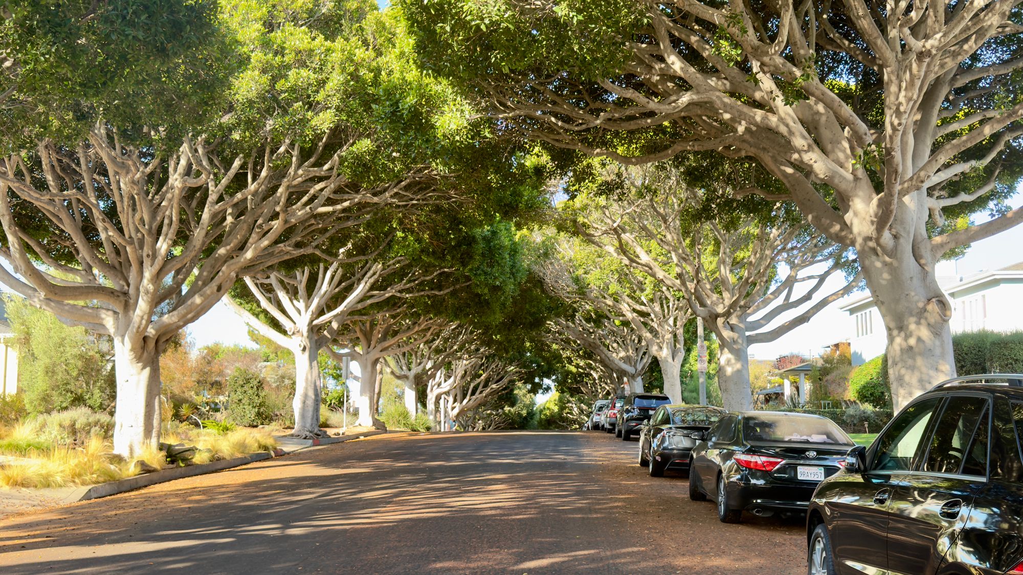 A sunny tree lined residential street with parked cars